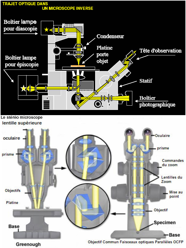 L'observation des points noirs au microscope